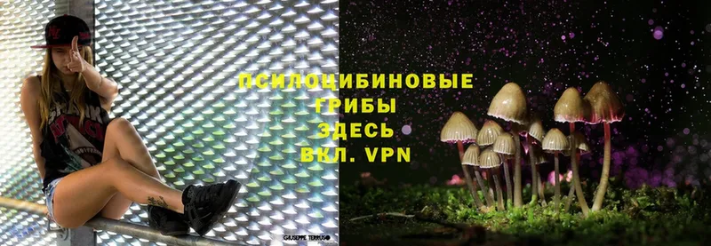 дарнет шоп  Волосово  Галлюциногенные грибы Magic Shrooms 